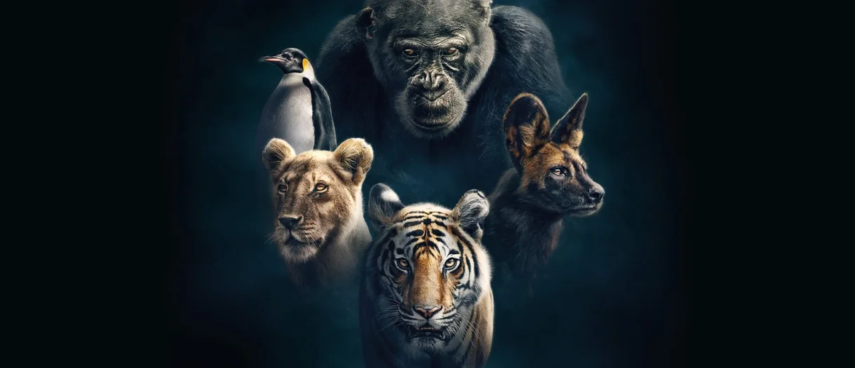 Series Banner